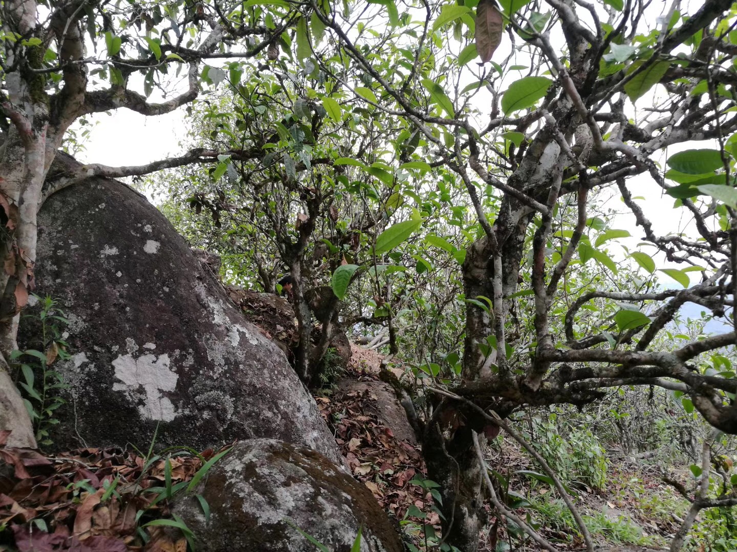 2019最火的十大古樹山(shān)頭茶
