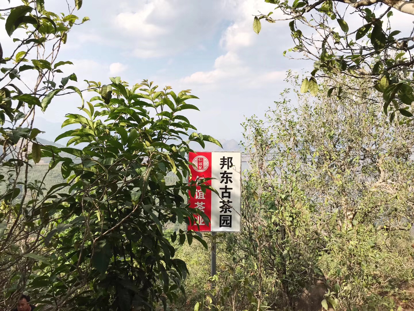 古茶樹為(wèi)什麽以百年為(wèi)區(qū)分(fēn)界限？